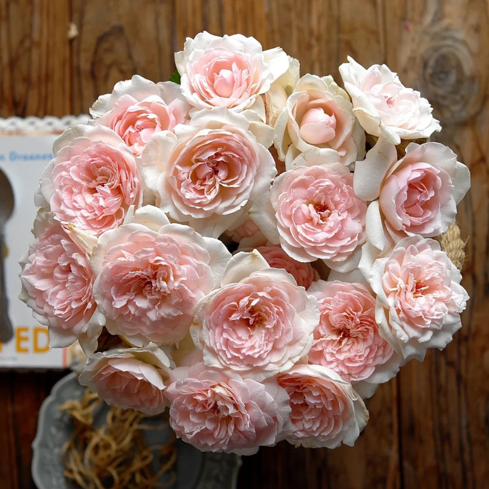 Yves Wishing Japanese Florist Shrub Rose