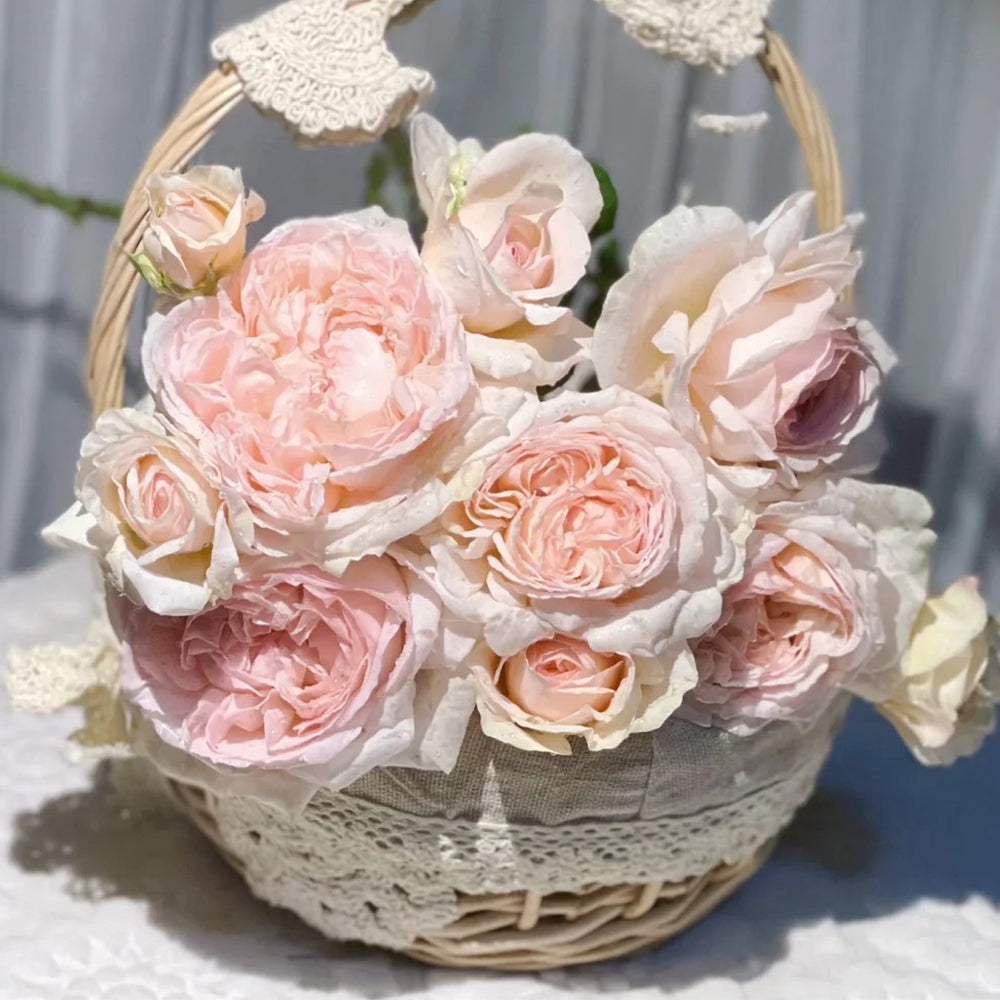 Yves Wishing Japanese Florist Shrub Rose