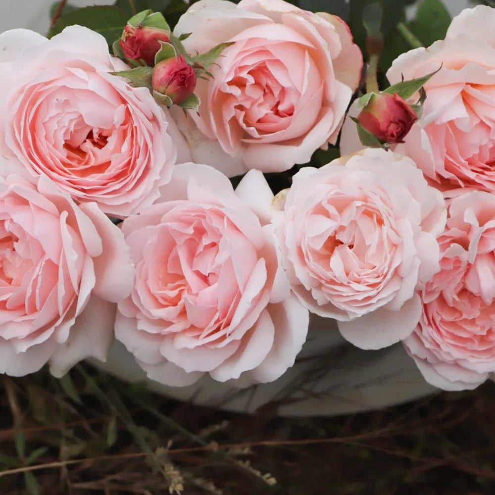 Yves Wishing Japanese Florist Shrub Rose