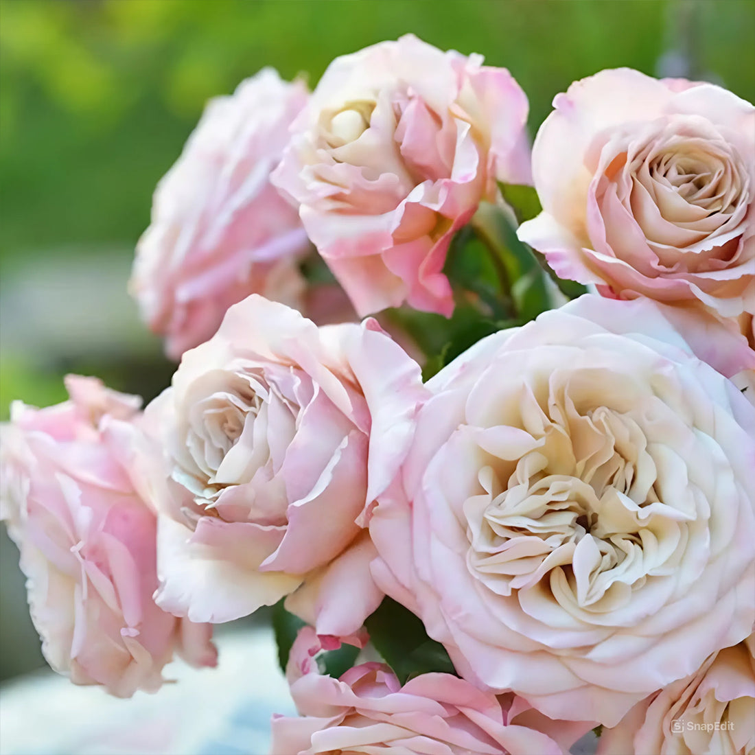 Ailes Japanese Florist Shrub Rose