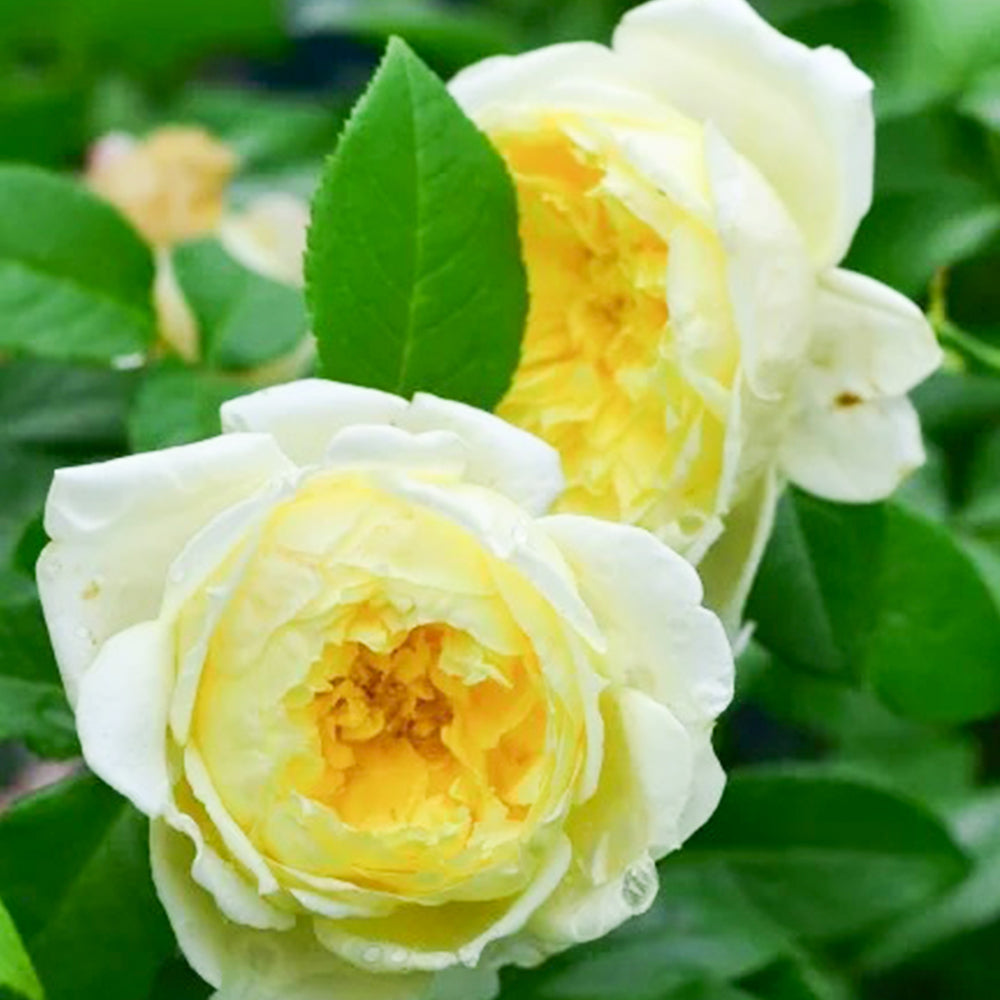 French Florist Climbing Rose Inspired by Amnesty International
