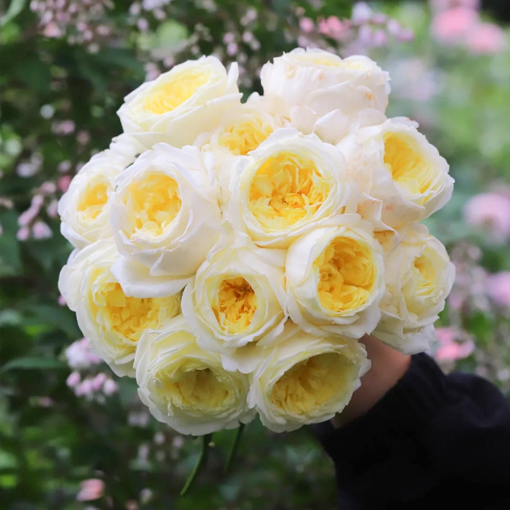 French Florist Climbing Rose Inspired by Amnesty International