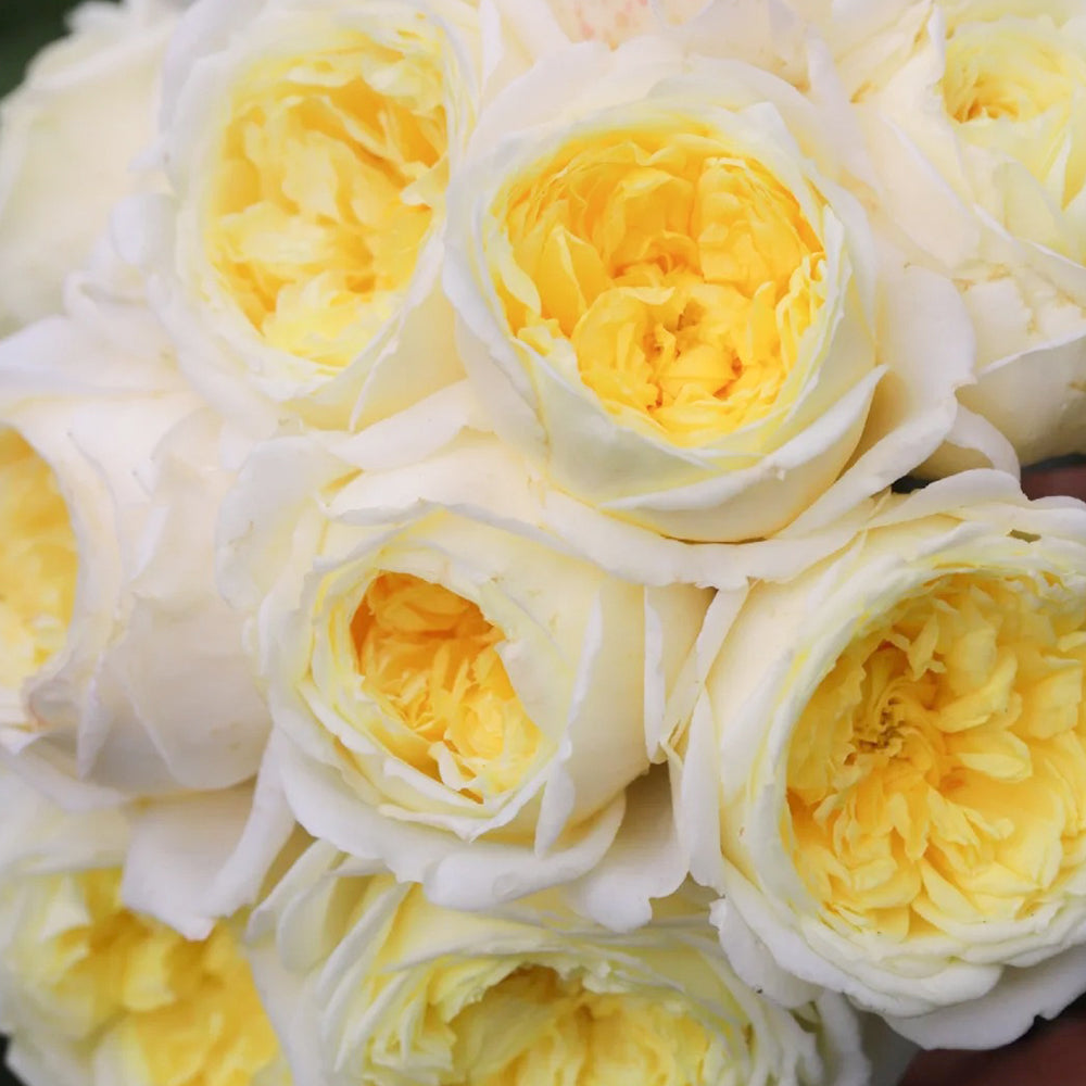French Florist Climbing Rose Inspired by Amnesty International