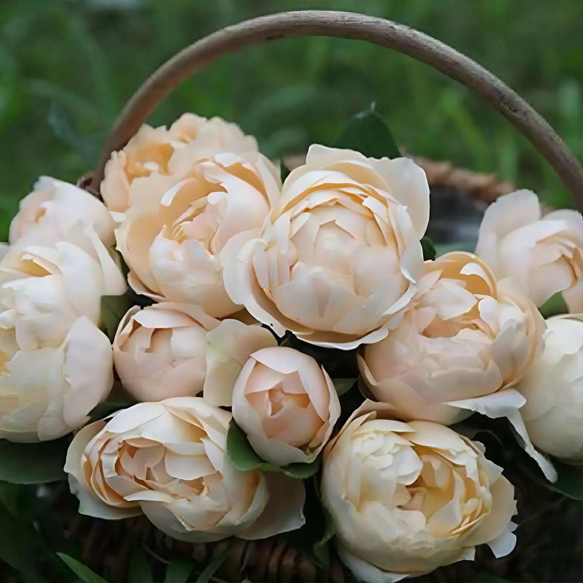 German Florist Shrub Rose Inspired by Apricot Foundation