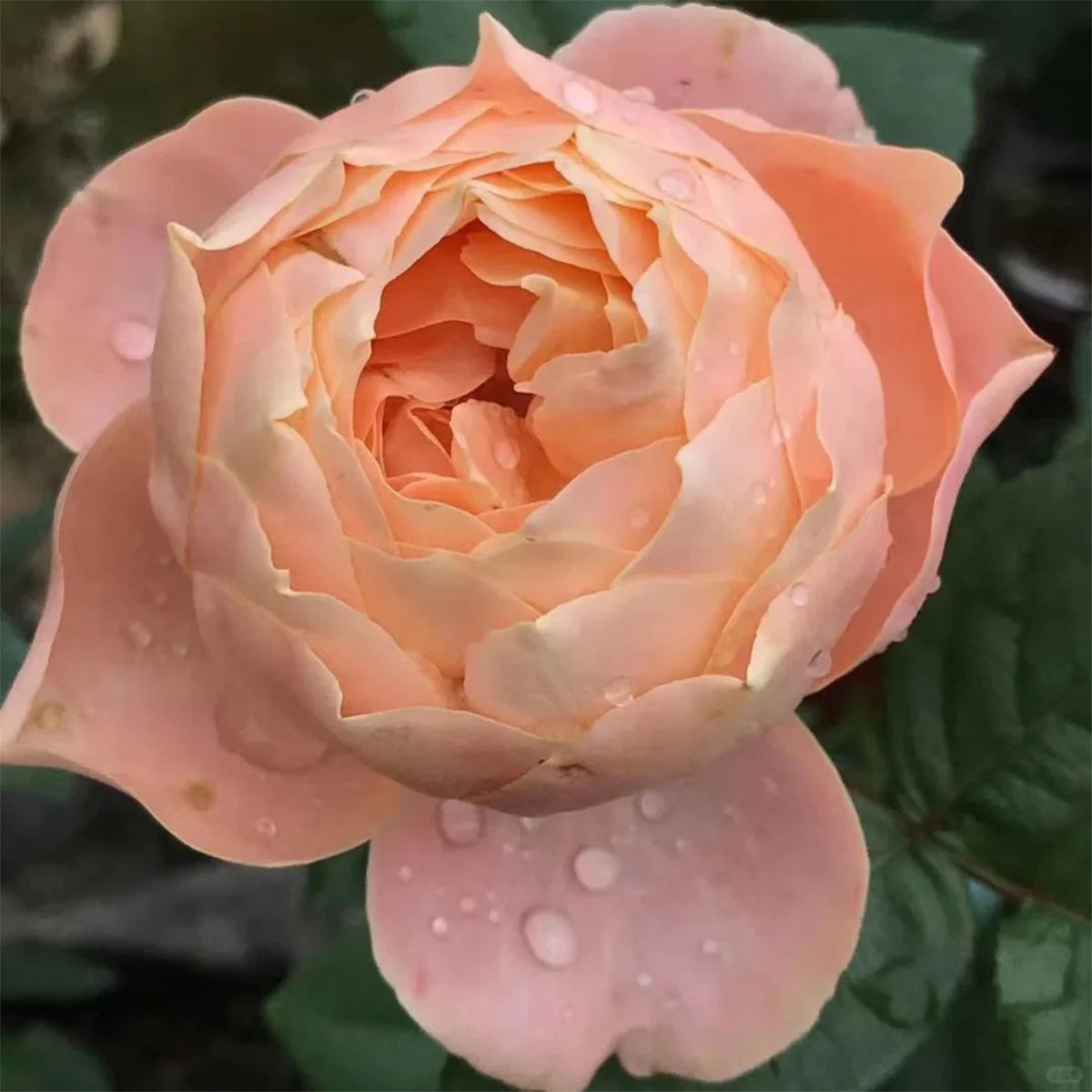 German Florist Shrub Rose Inspired by Apricot Foundation