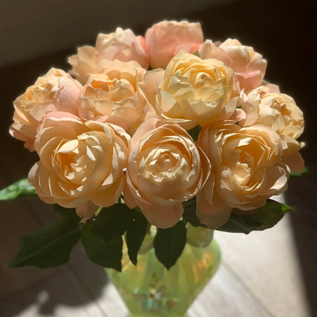 German Florist Shrub Rose Inspired by Apricot Foundation