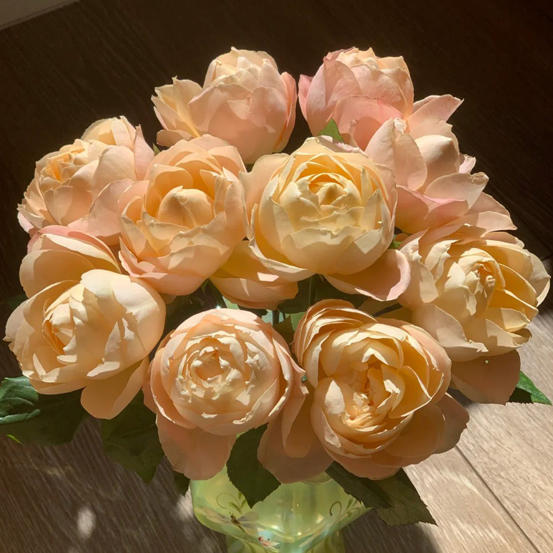 German Florist Shrub Rose Inspired by Apricot Foundation
