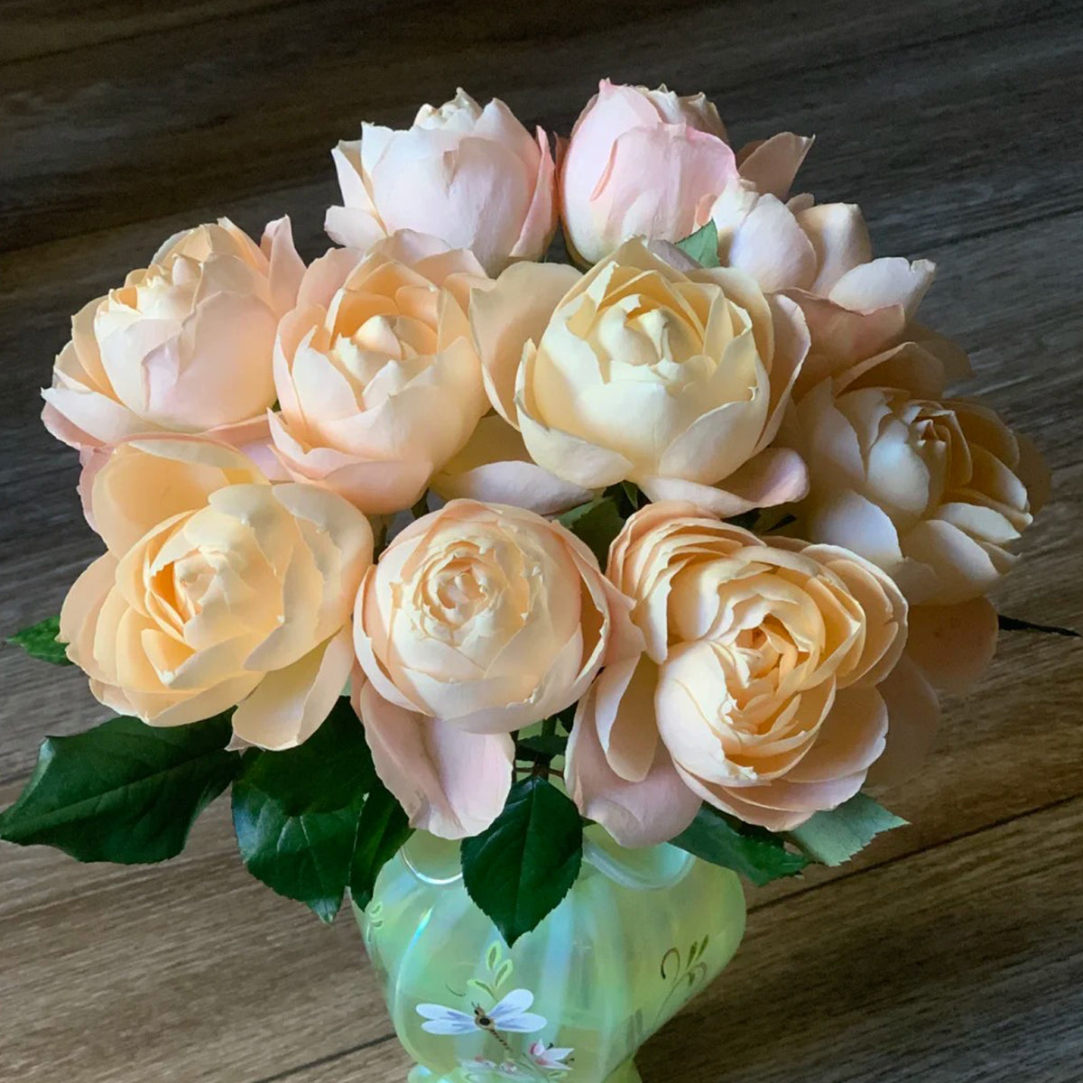 German Florist Shrub Rose Inspired by Apricot Foundation