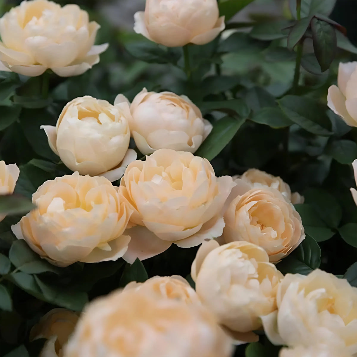 German Florist Shrub Rose Inspired by Apricot Foundation