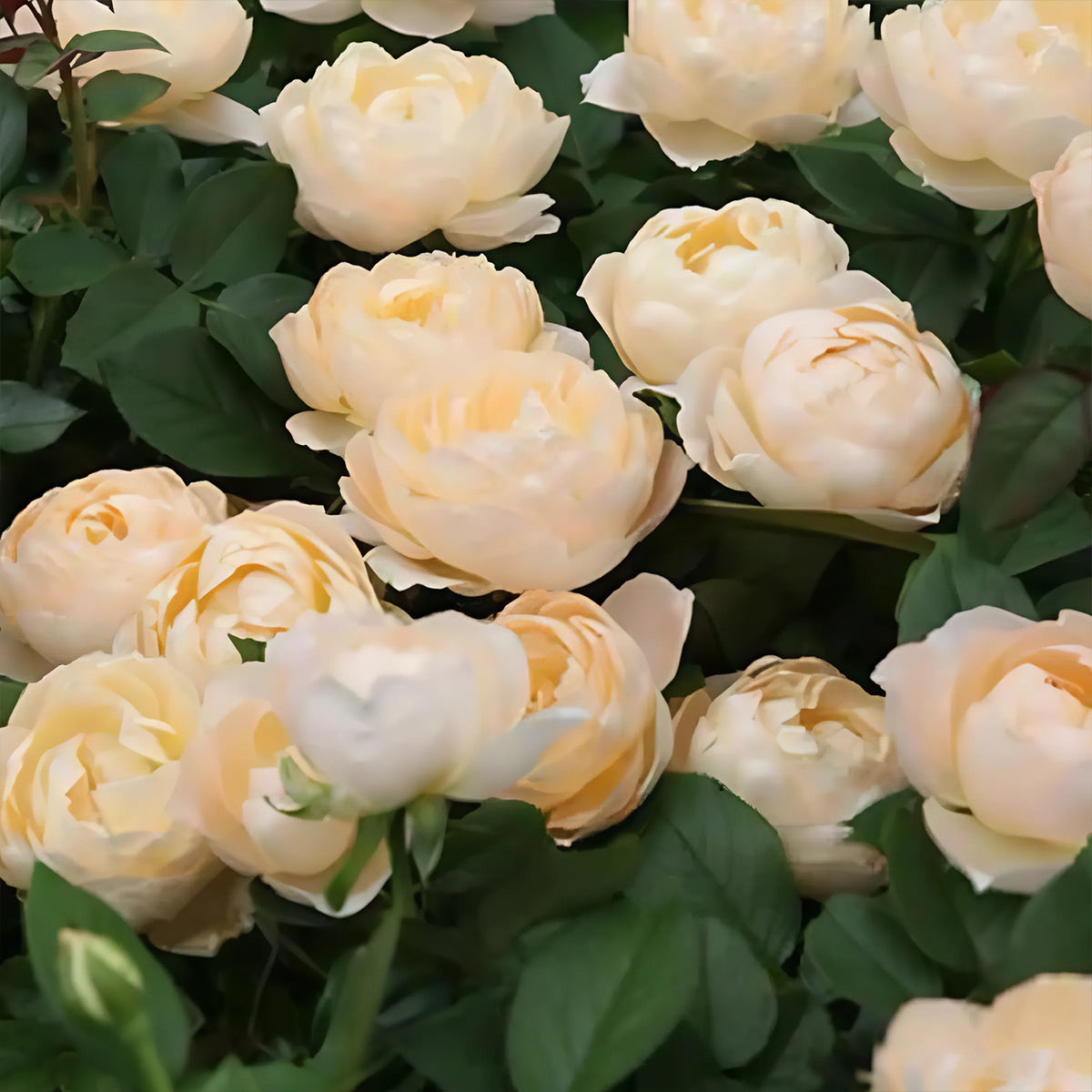 German Florist Shrub Rose Inspired by Apricot Foundation