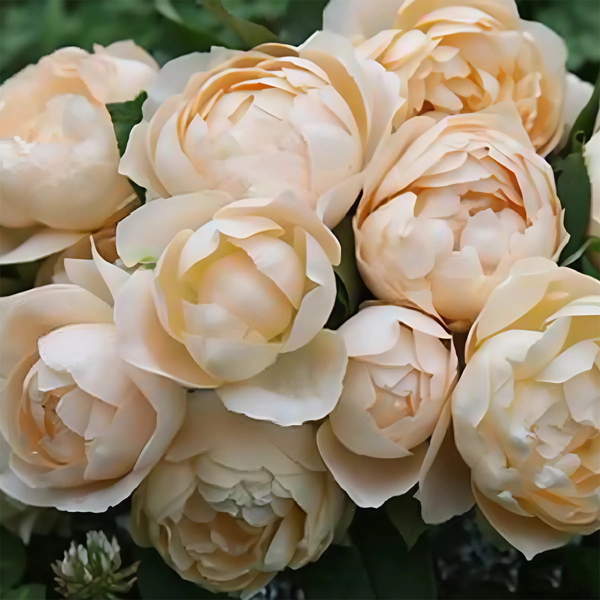 German Florist Shrub Rose Inspired by Apricot Foundation