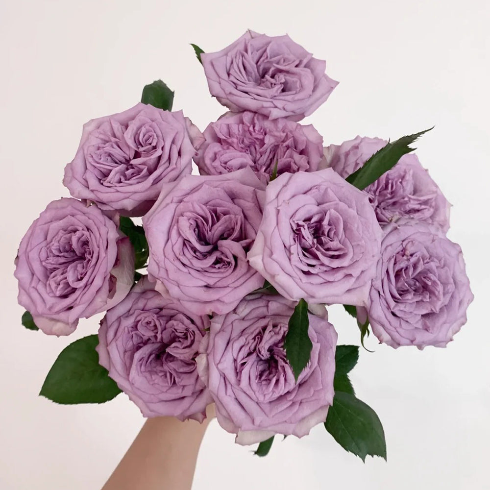 Dolcetto Dutch Florist Shrub Rose