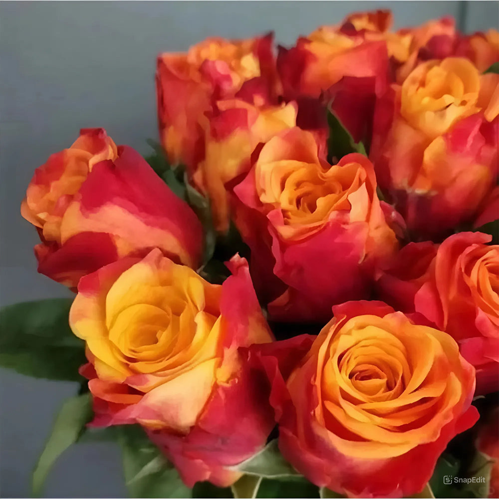 Denmark Garden Shrub Rose Inspired by Forever Estoril