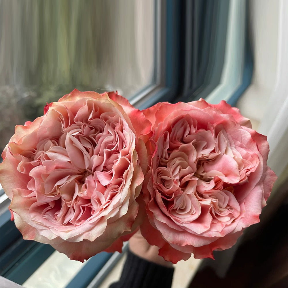 Funky Peach Dutch Florist Shrub Rose