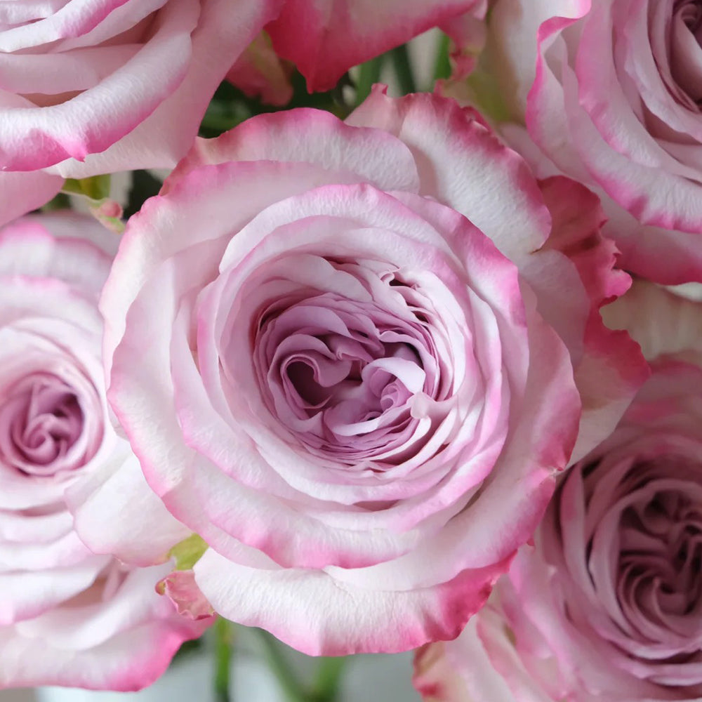 Glamorous Dutch Florist Shrub Rose