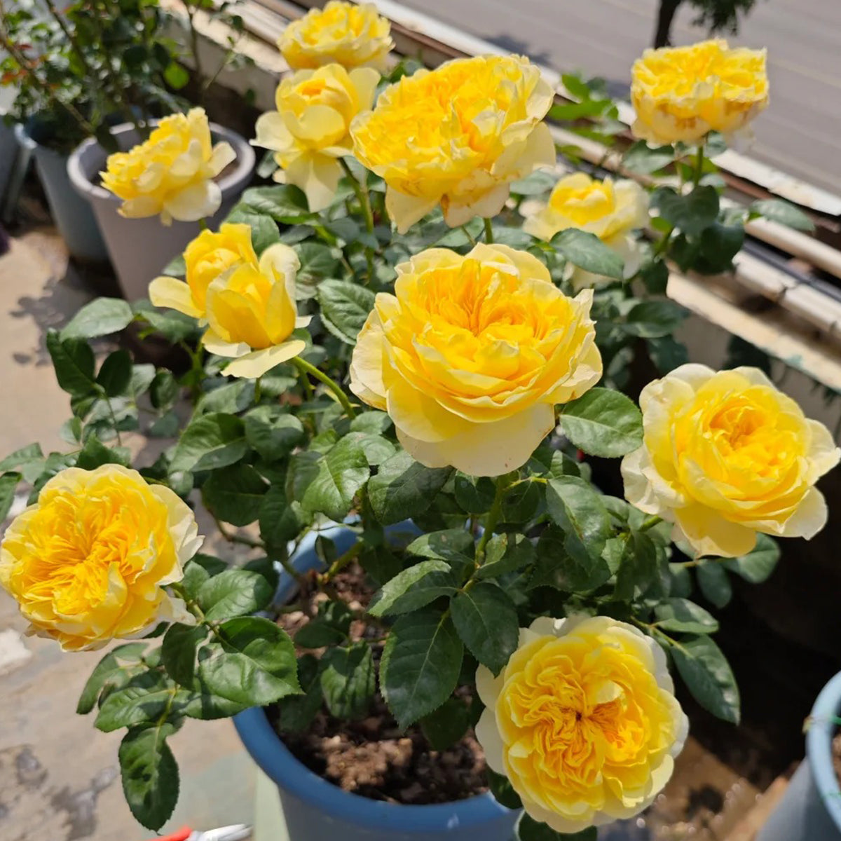 Dutch Florist Shrub Rose Inspired by Jeanne d&