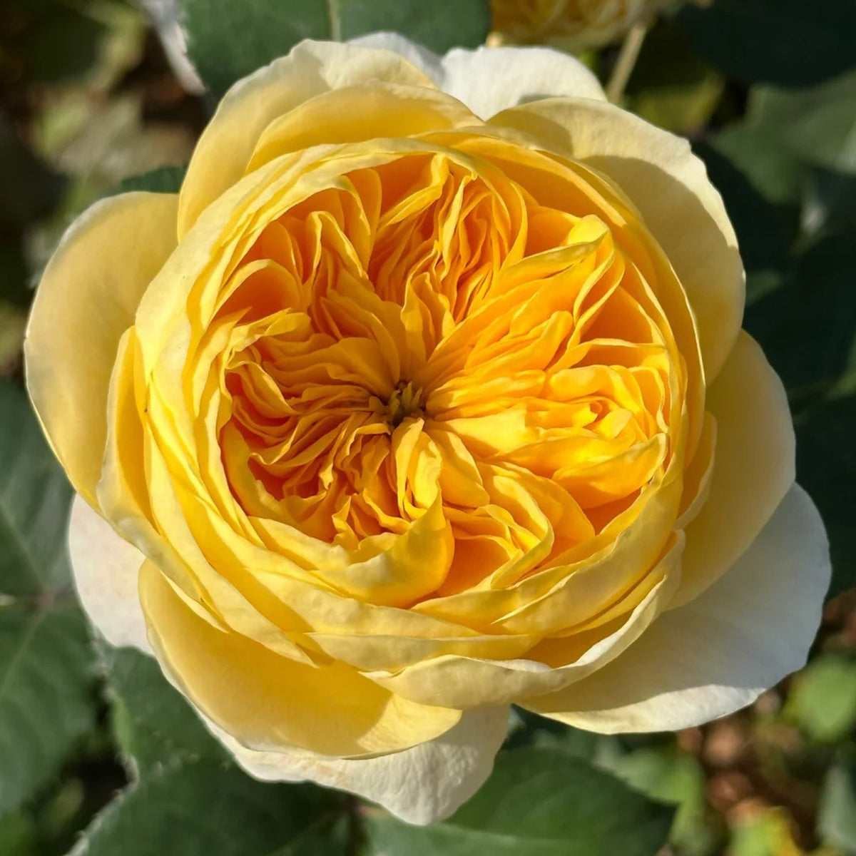 Dutch Florist Shrub Rose Inspired by Jeanne d&