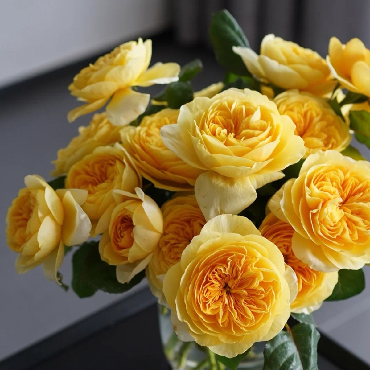 Dutch Florist Shrub Rose Inspired by Jeanne d&