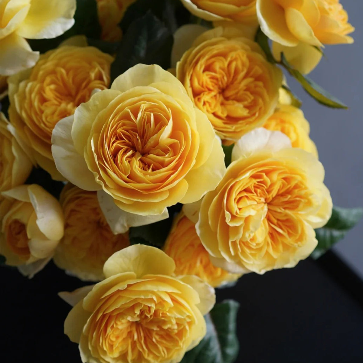 Dutch Florist Shrub Rose Inspired by Jeanne d&
