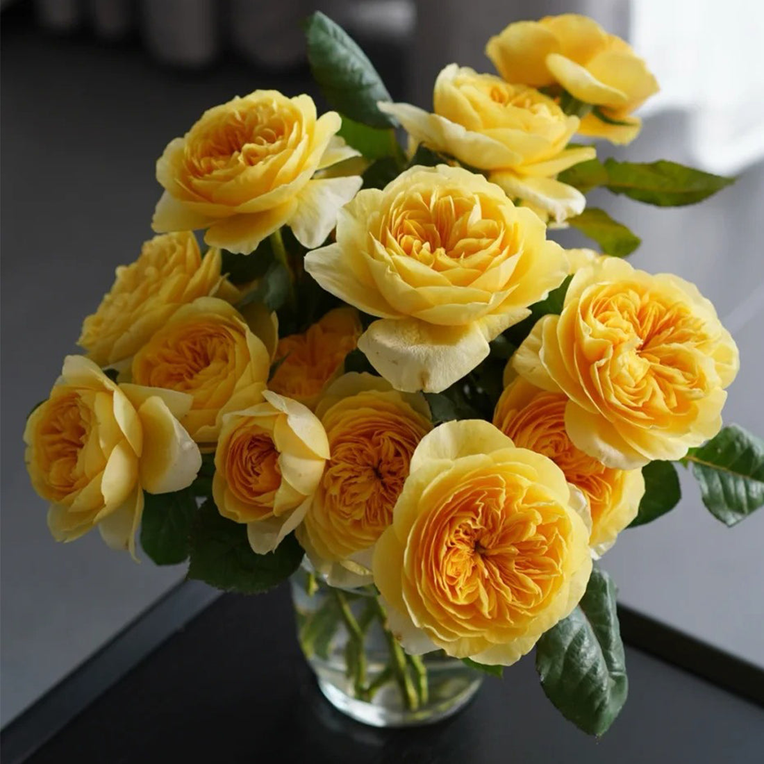 Dutch Florist Shrub Rose Inspired by Jeanne d&