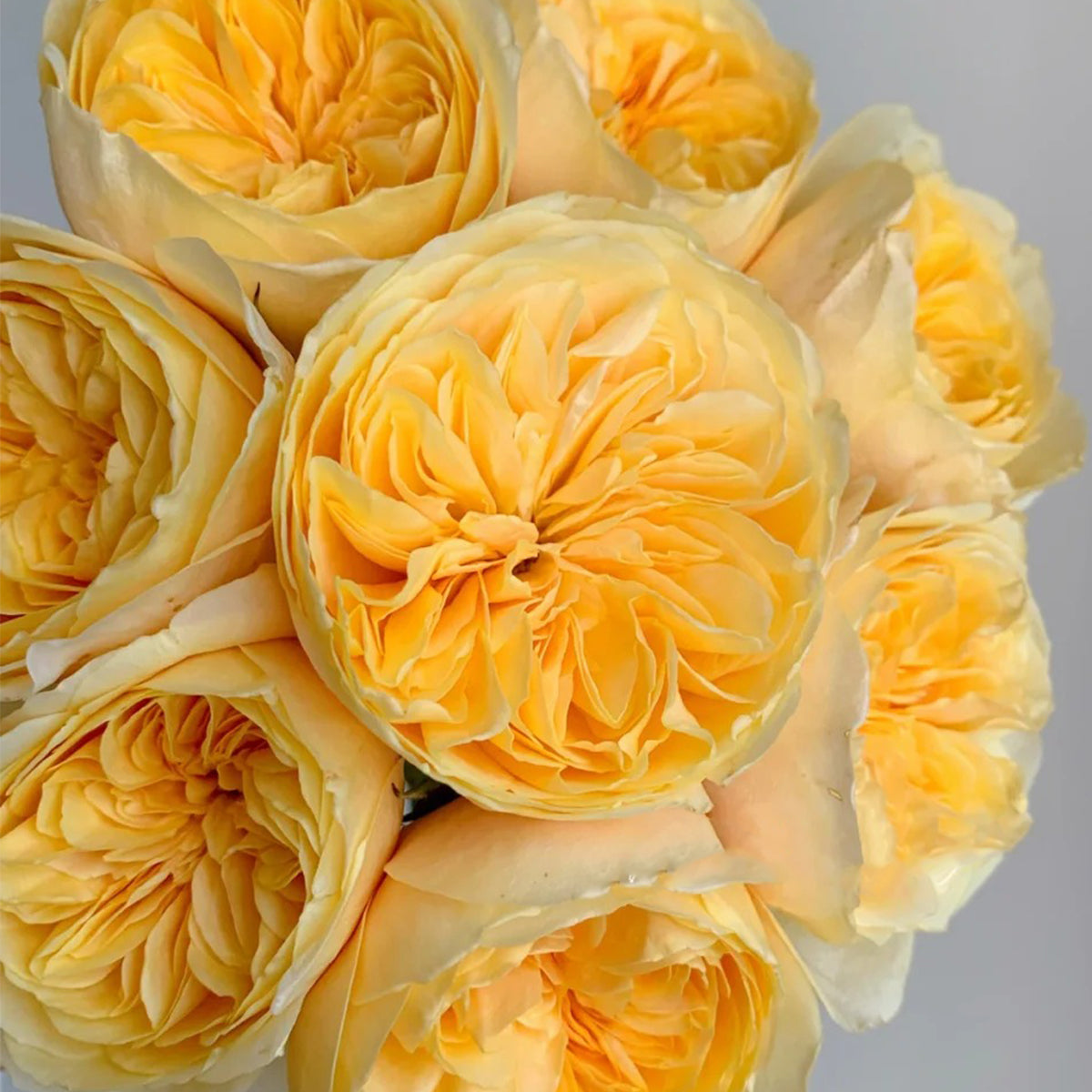 Dutch Florist Shrub Rose Inspired by Jeanne d&