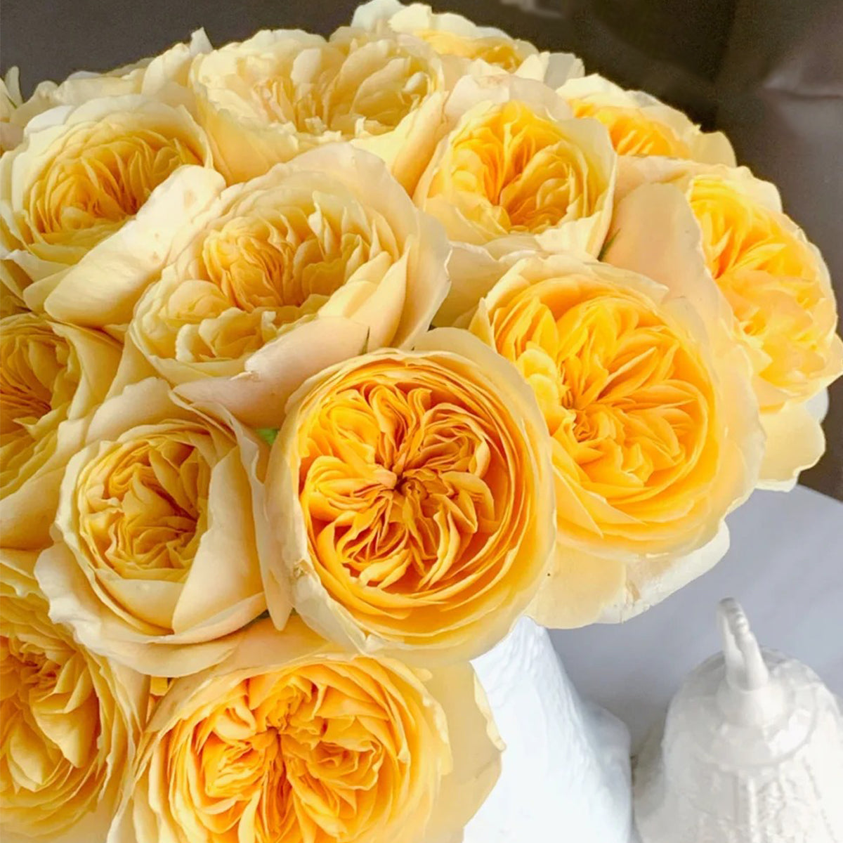 Dutch Florist Shrub Rose Inspired by Jeanne d&