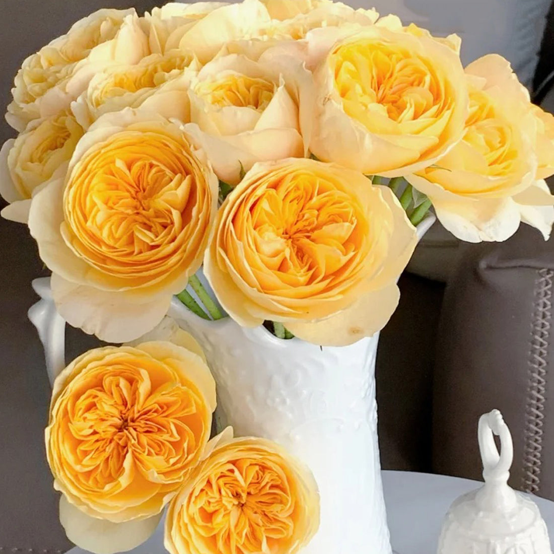 Dutch Florist Shrub Rose Inspired by Jeanne d&