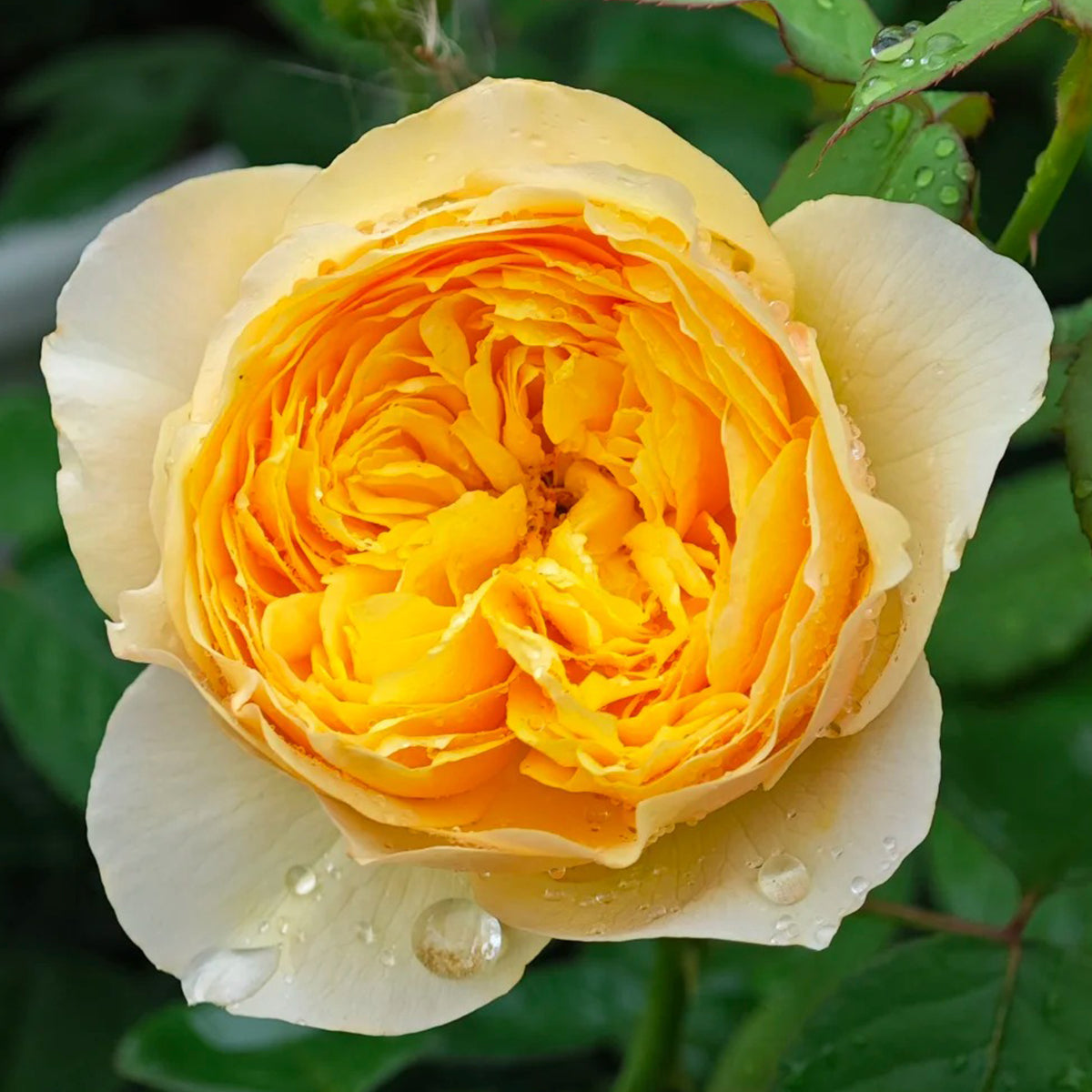 Dutch Florist Shrub Rose Inspired by Jeanne d&