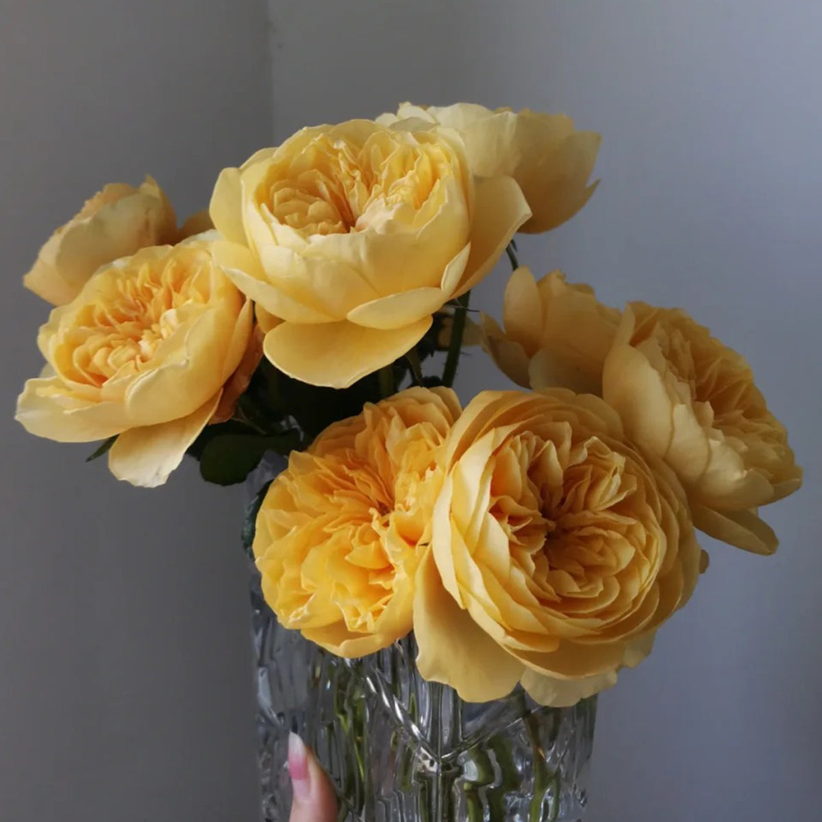Dutch Florist Shrub Rose Inspired by Jeanne d&