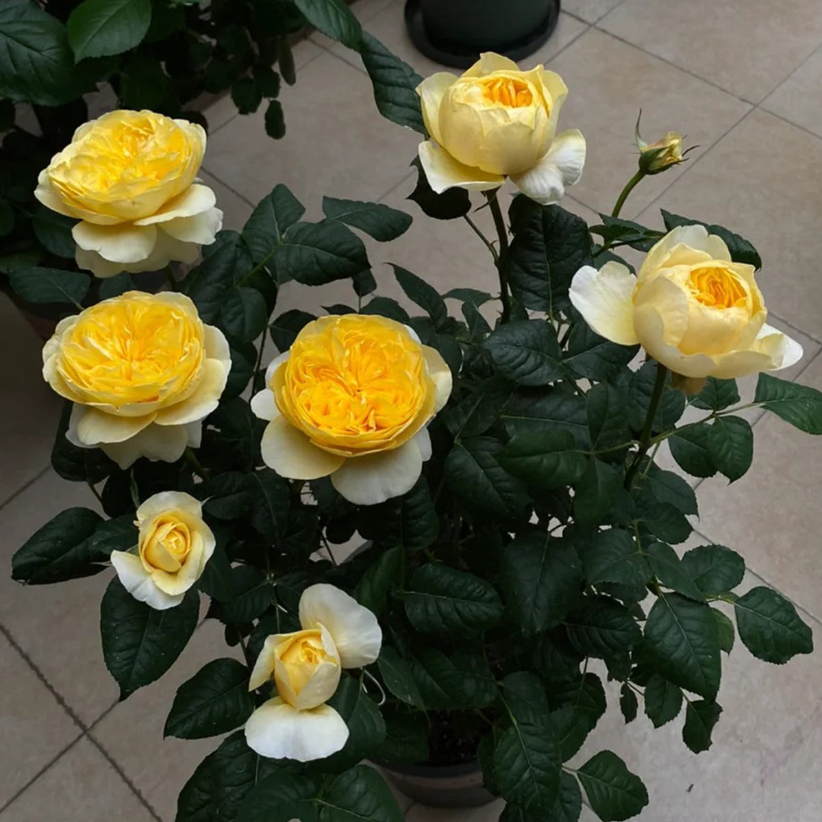 Dutch Florist Shrub Rose Inspired by Jeanne d&