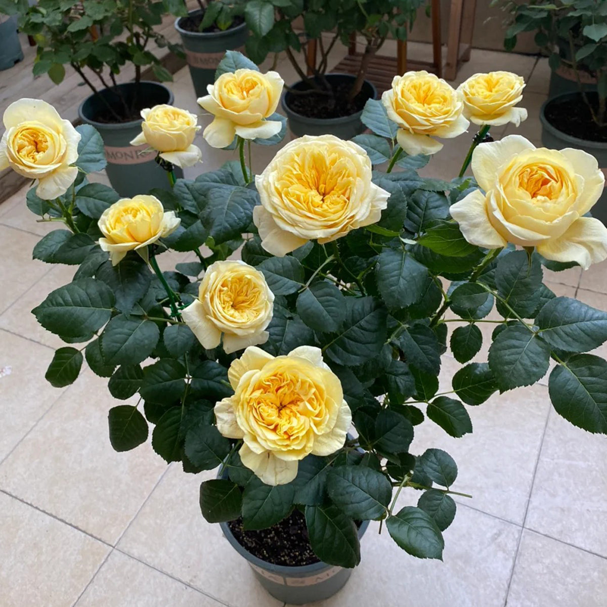 Dutch Florist Shrub Rose Inspired by Jeanne d&