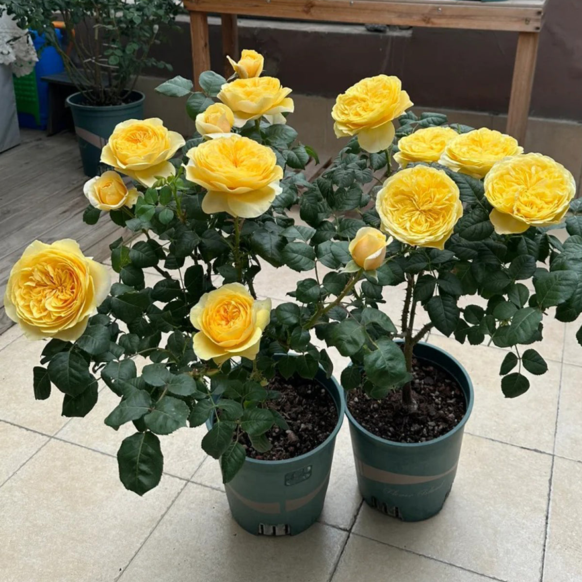 Dutch Florist Shrub Rose Inspired by Jeanne d&