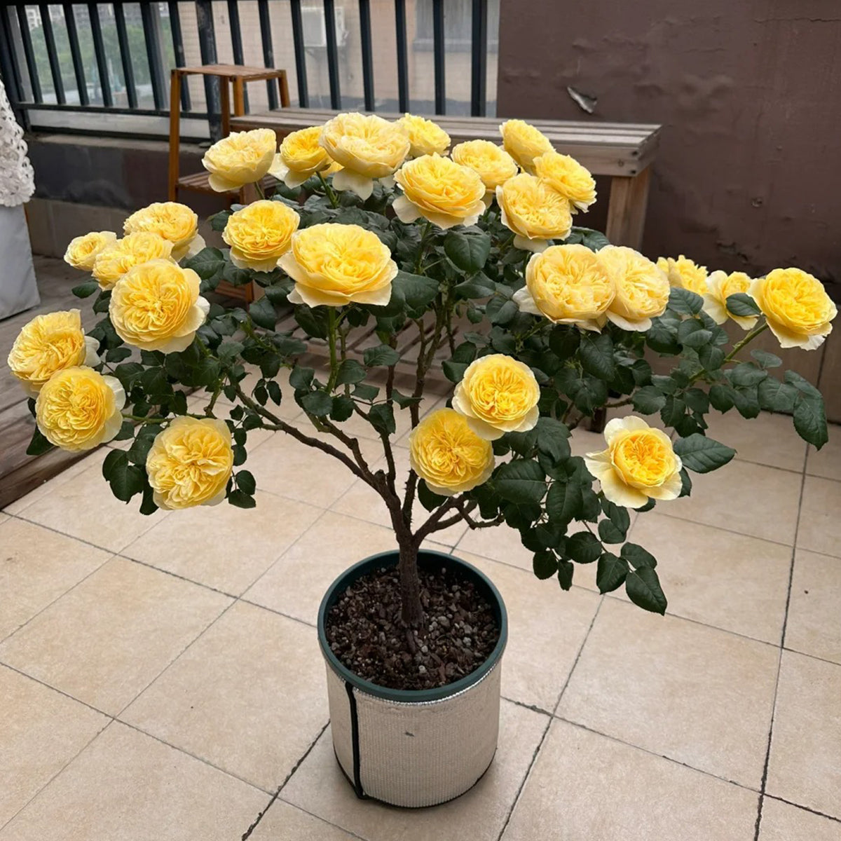 Dutch Florist Shrub Rose Inspired by Jeanne d&