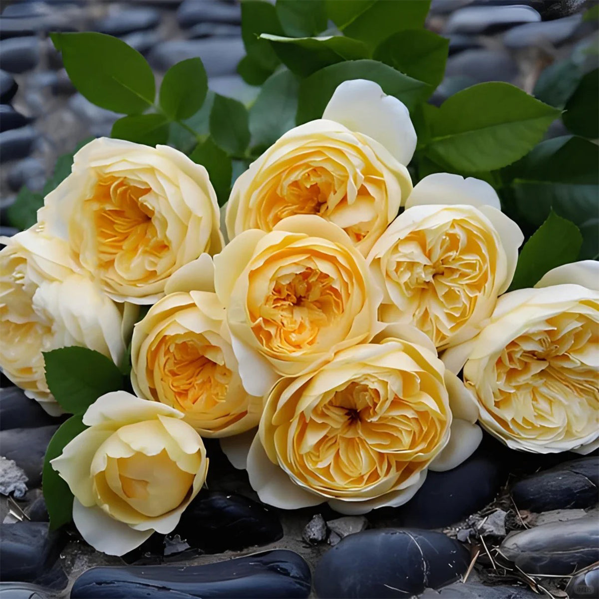 Dutch Florist Shrub Rose Inspired by Jeanne d&