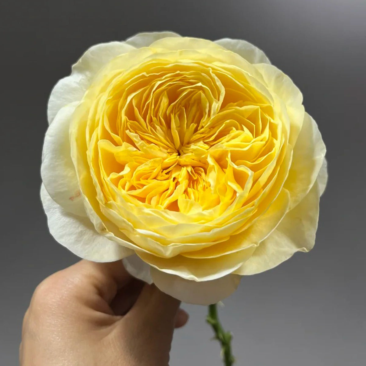 Dutch Florist Shrub Rose Inspired by Jeanne d&
