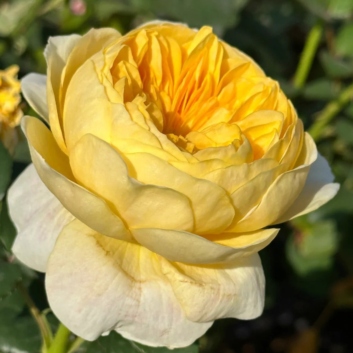 Dutch Florist Shrub Rose Inspired by Jeanne d&