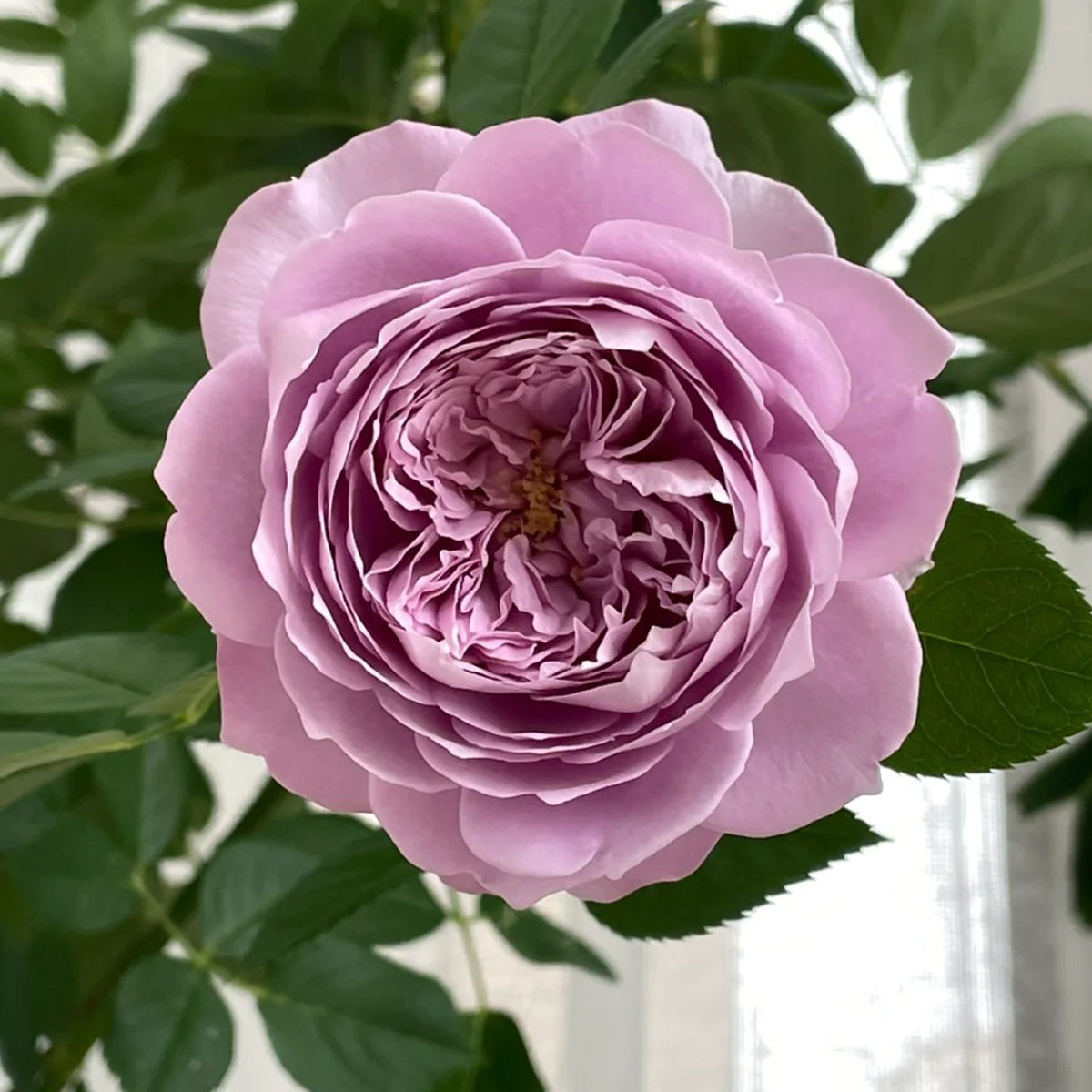 Kongmeng Chinese Garden Shrub Rose