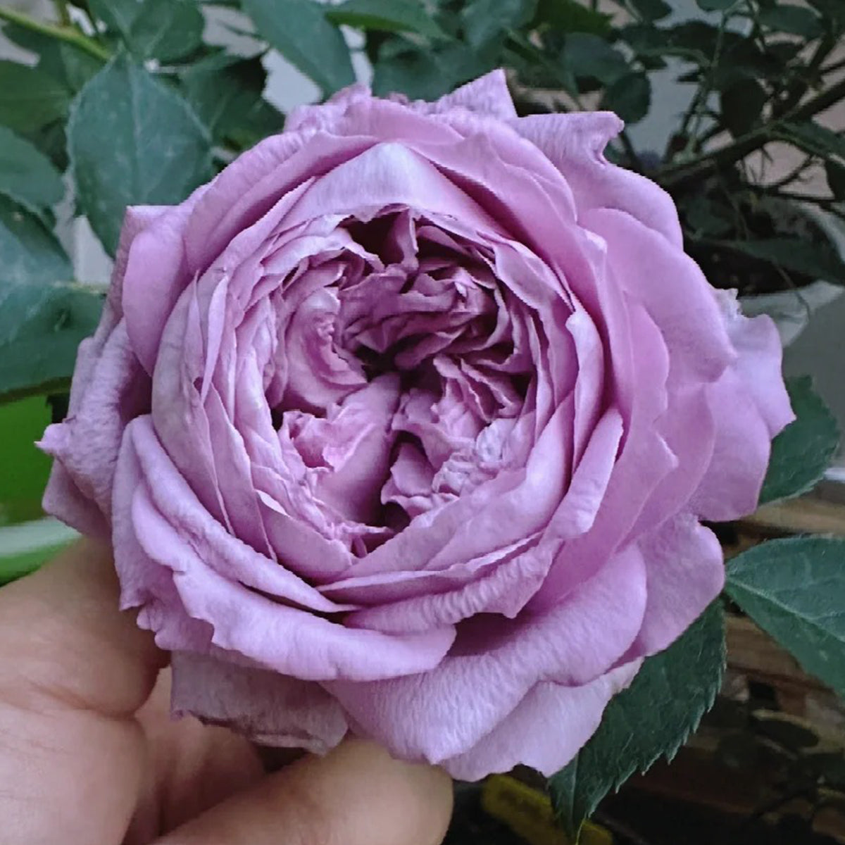 Kongmeng Chinese Garden Shrub Rose