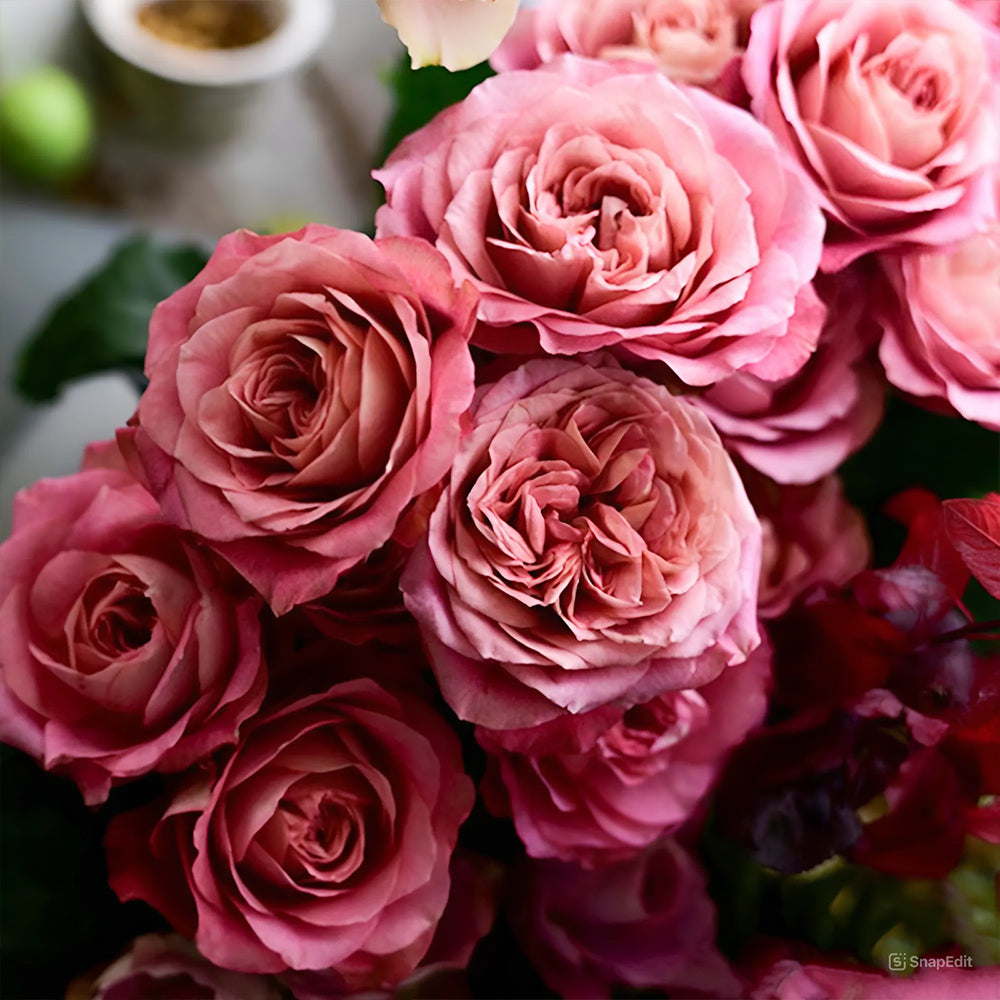 Last Night on Earth Japanese Florist Shrub Rose