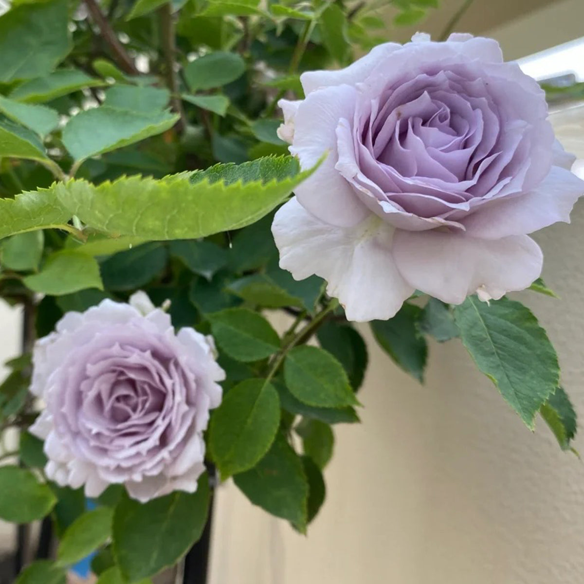 Lucifer Japanese Florist Shrub Rose