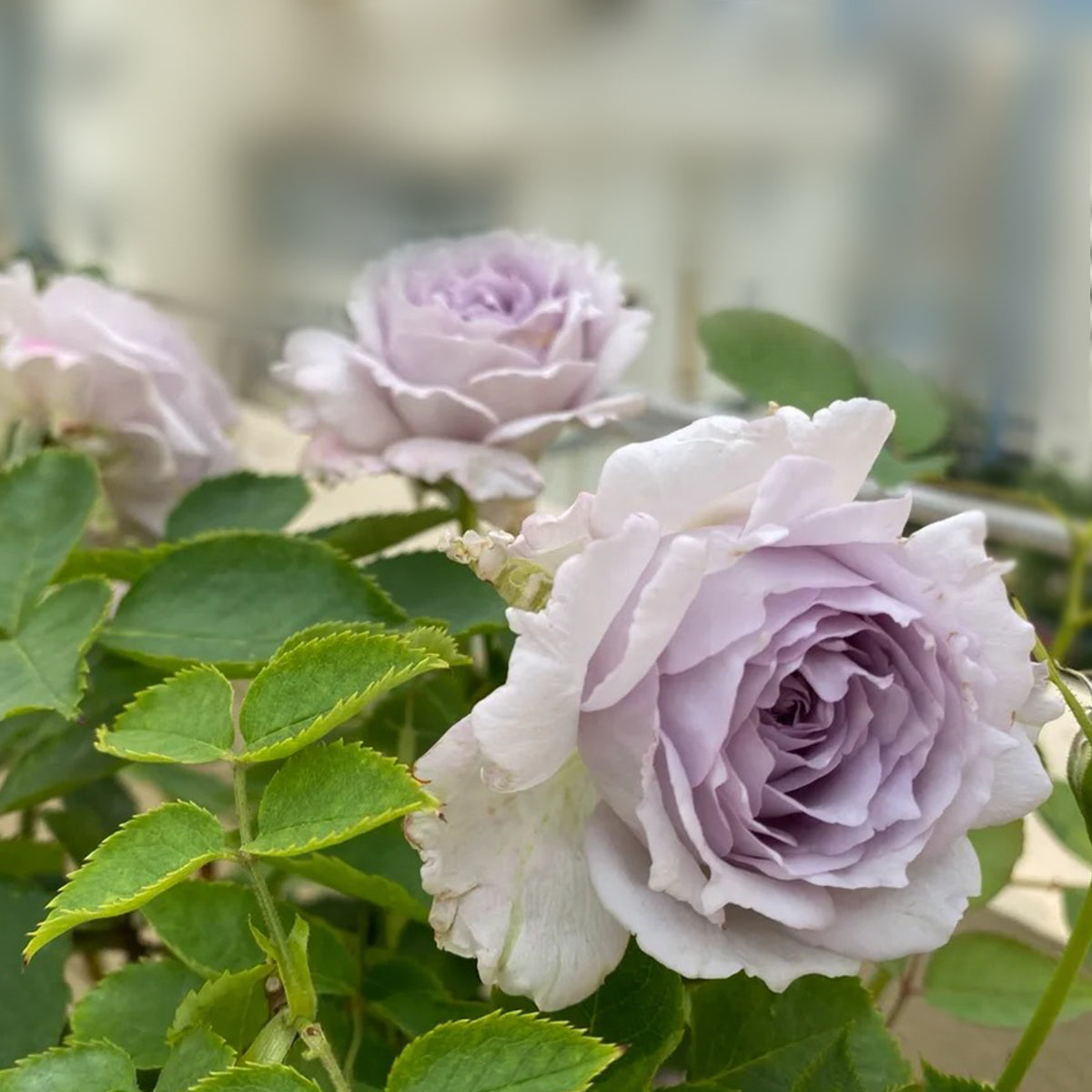 Lucifer Japanese Florist Shrub Rose