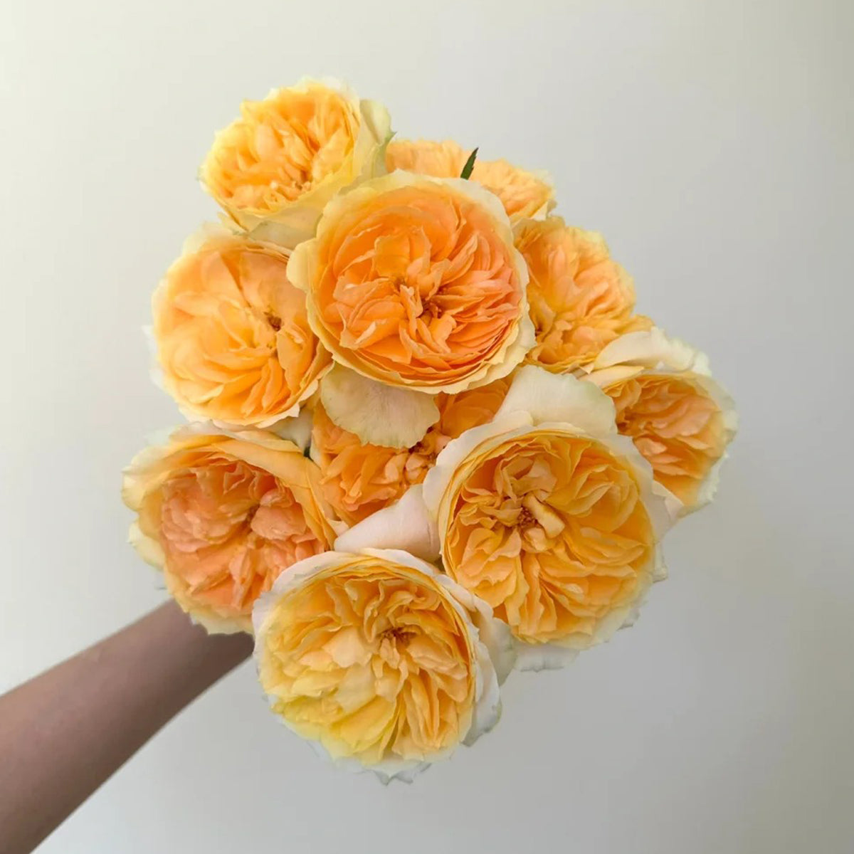 Miku Orange Japanese Florist Shrub Rose