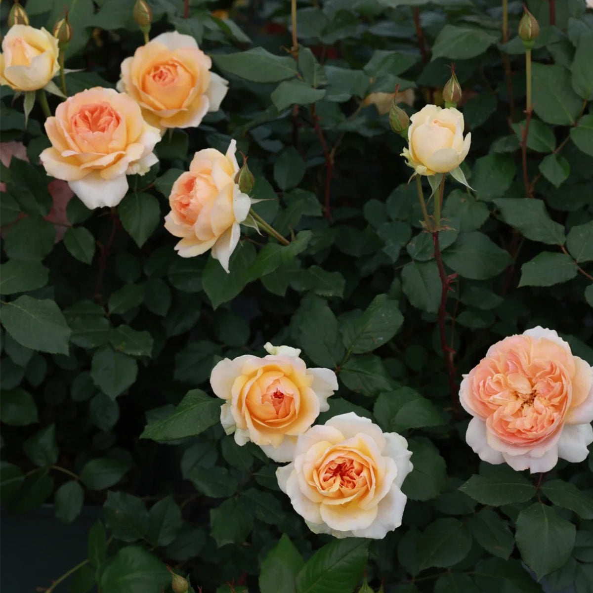 Miku Orange Japanese Florist Shrub Rose