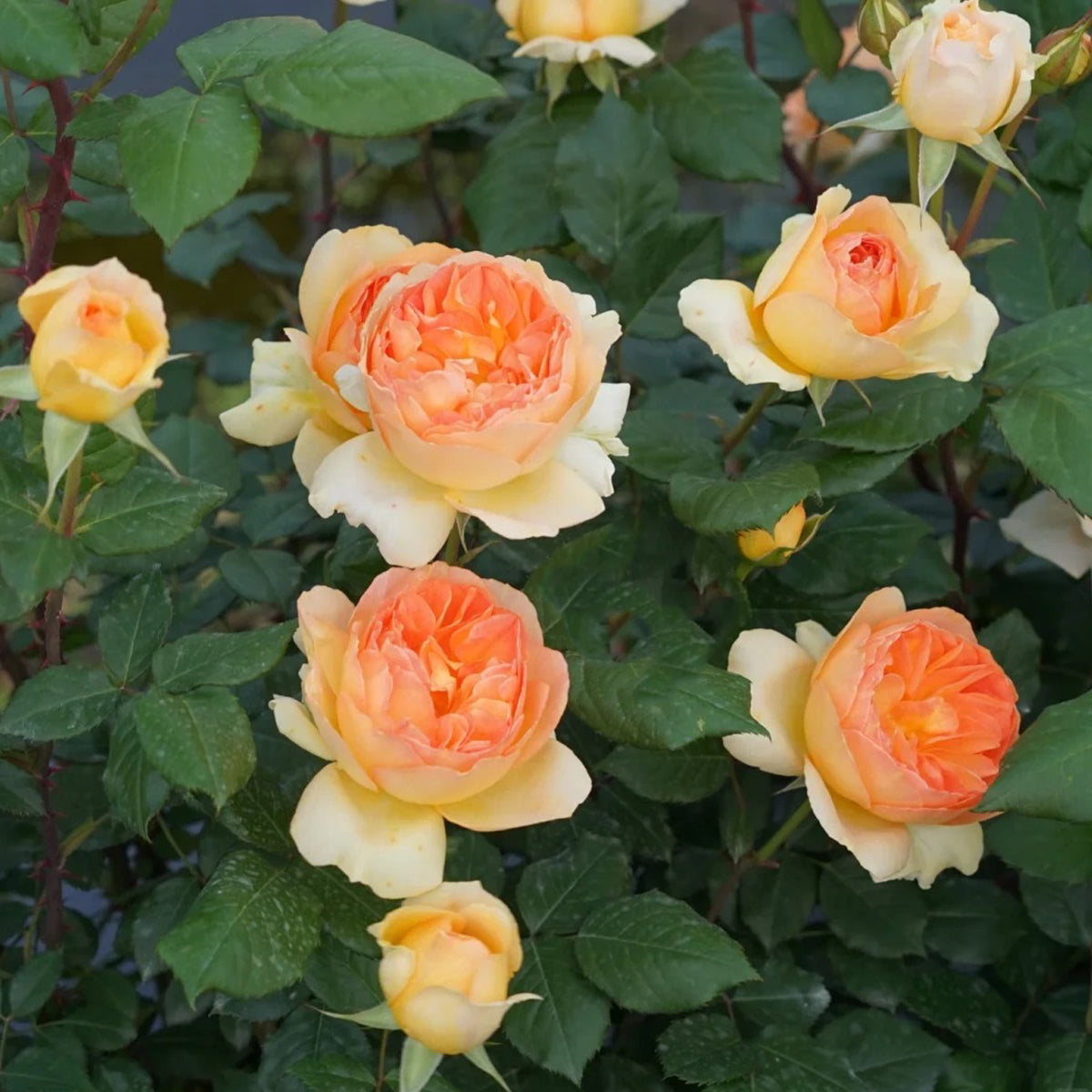 Miku Orange Japanese Florist Shrub Rose