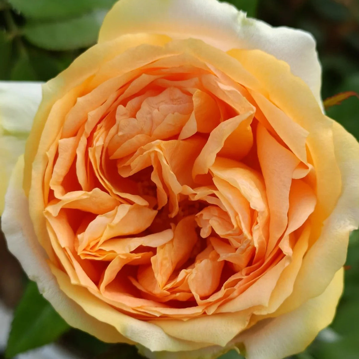 Miku Orange Japanese Florist Shrub Rose
