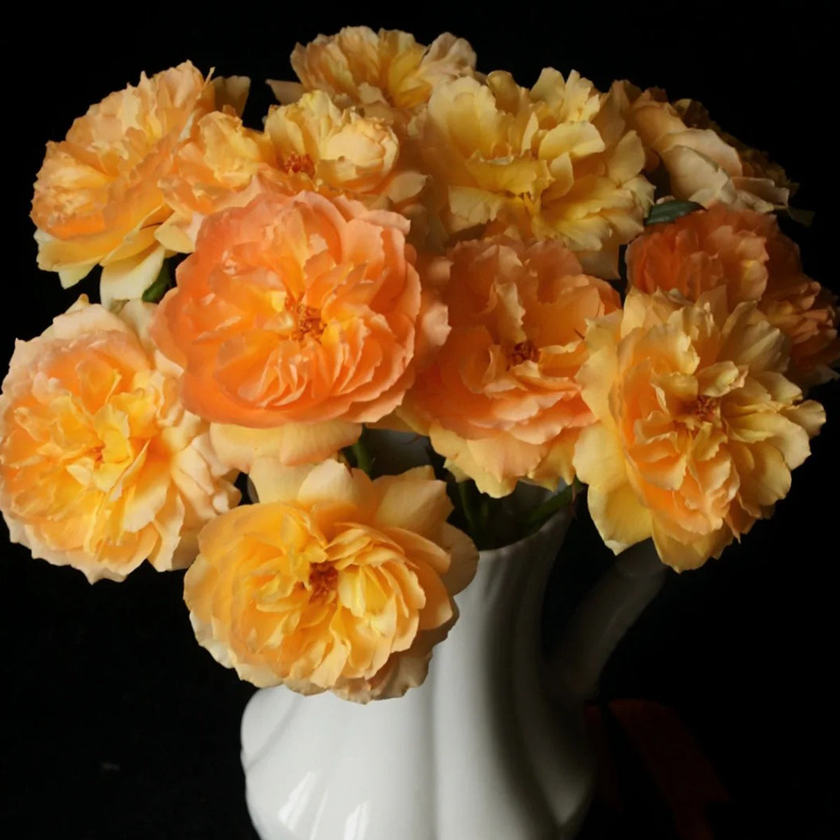 Miku Orange Japanese Florist Shrub Rose