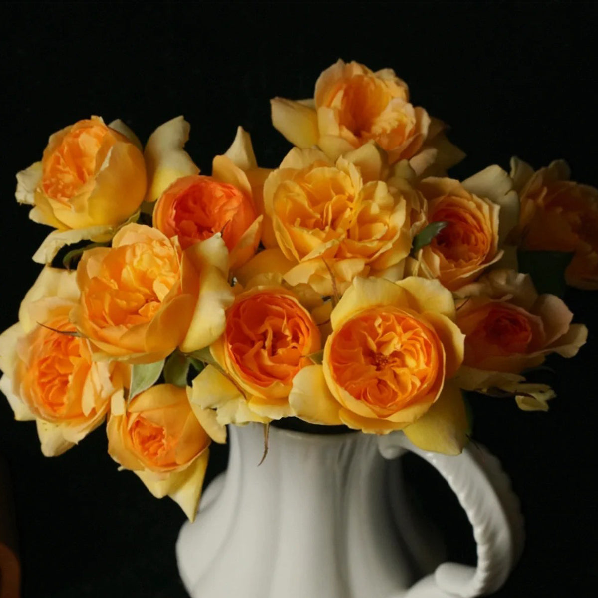 Miku Orange Japanese Florist Shrub Rose