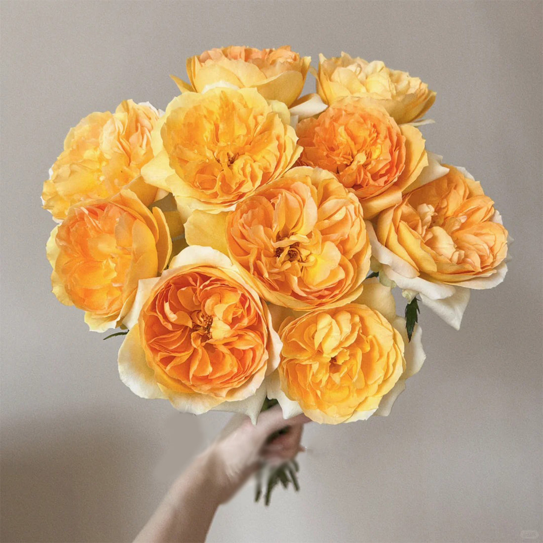 Miku Orange Japanese Florist Shrub Rose