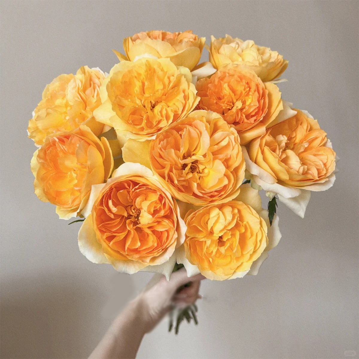 Miku Orange Japanese Florist Shrub Rose
