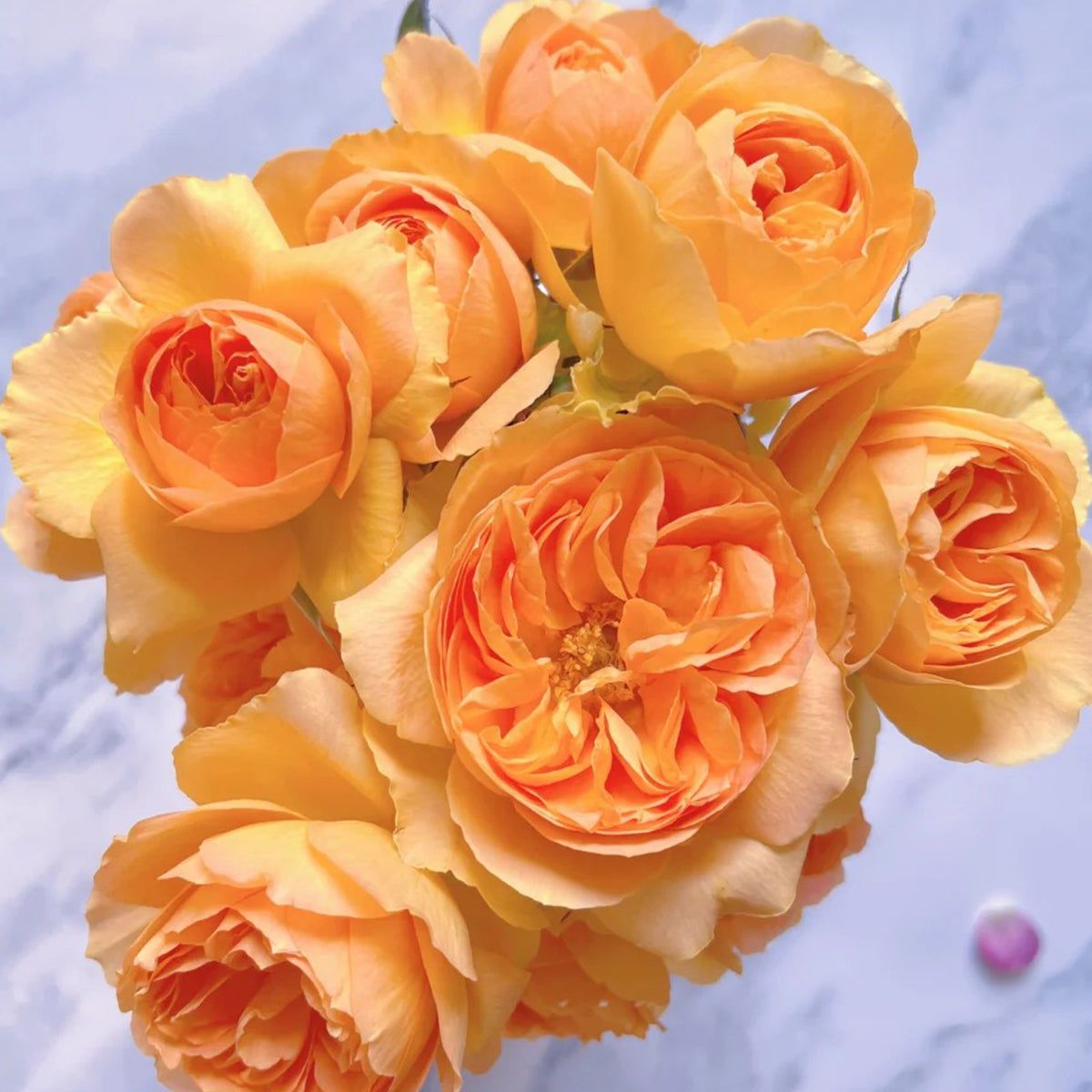 Miku Orange Japanese Florist Shrub Rose
